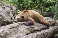 Alaska Bear Tours Viewing Homer image 3